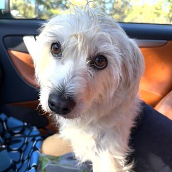 Rescue Poodle Dogs for Adoption in Sonoma, California - Weston | PetCurious