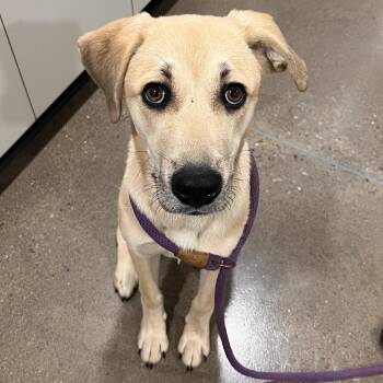 Erca/ Hazel -  Labrador Retriever and Mixed Breed Dog for Adoption in Washburn, Missouri - Erca/ Hazel | PetCurious