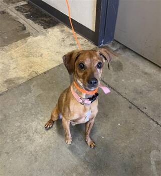 OAKLEY -  Chihuahua Dog for Adoption in Ontario, California - OAKLEY | PetCurious