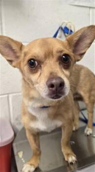 CAULIFLOWER -  Chihuahua Dog for Adoption in San Bernardino, California - CAULIFLOWER | PetCurious