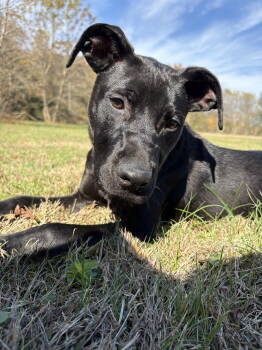Rescue Labrador Retriever Dogs for Adoption in Nashville, Tennessee - Dougan | PetCurious