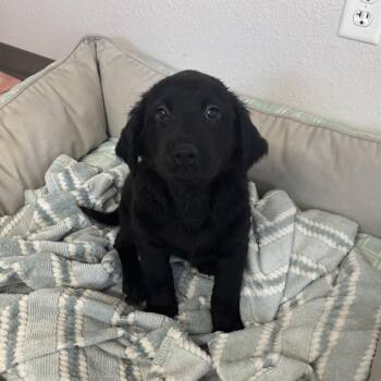 Labrador Retriever Dogs Available for Adoption in Jamestown, North Dakota - Aries | PetCurious