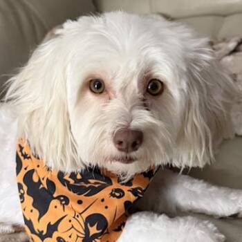 Athena in AZ -  Havanese Dog for Adoption in Cumming, Georgia - Athena In AZ | PetCurious