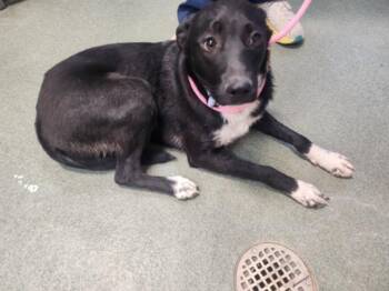 A175633 -  Mixed Breed Dog for Adoption in Santa Fe, New Mexico - A175633 | PetCurious