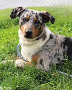 Australian Shepherd and Mixed Breed Dogs Available for Adoption in Hagerstown, Maryland - MAVERICK | PetCurious