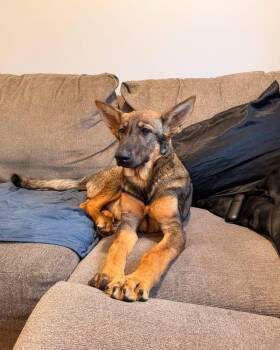 Roxy -  German Shepherd Dog Dog for Adoption - Roxy | PetCurious