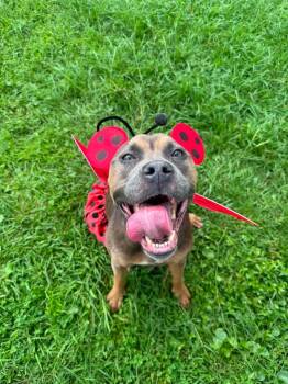 Ladybug -  Terrier Dog for Adoption in Wilmington, North Carolina - Ladybug | PetCurious