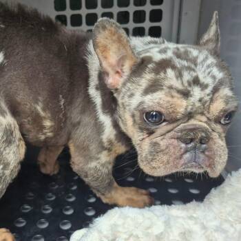 Mixed Breed and French Bulldog Dogs Available for Adoption - 02/11/2026-Stray-WoodruffFarmRoad | PetCurious