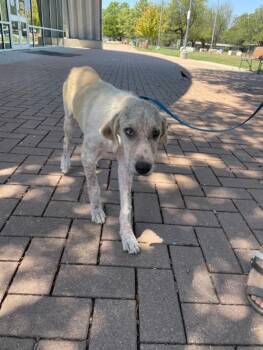 Labrador Retriever Dogs Available for Adoption - Cuchi | PetCurious