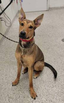 Jar Jar Binks -  Shepherd and Mixed Breed Dog for Adoption in Kansas City, Missouri - Jar Jar Binks | PetCurious
