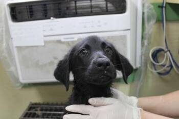 Labrador Retriever and Mixed Breed Dogs Available for Adoption in Picayune, Mississippi - Alberta | PetCurious