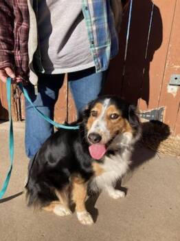 Rescue Australian Shepherd Dogs for Adoption in Elk River, Minnesota - Piper | PetCurious
