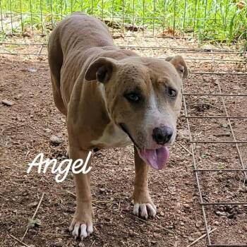 American Staffordshire Terrier and Mixed Breed Dogs Available for Adoption in Buchanan Dam, Texas - Angel | PetCurious