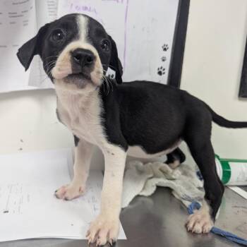 Charlize -  Terrier Dog Available for Adoption in Birmingham, Alabama - Charlize | PetCurious