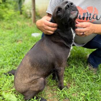 Mixed Breed Dogs Available for Adoption in Bentonville, Arkansas - Raquel | PetCurious