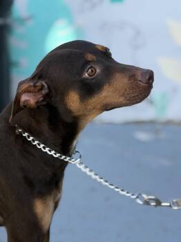 Doberman Pinscher and Chocolate Labrador Retriever Dogs Available for Adoption - Romeo | PetCurious