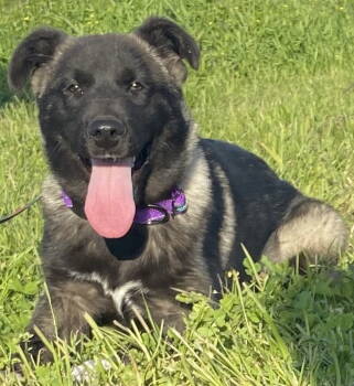 Rescue Akita and Anatolian Shepherd Dogs for Adoption in Pottstown, Pennsylvania - Akira | PetCurious