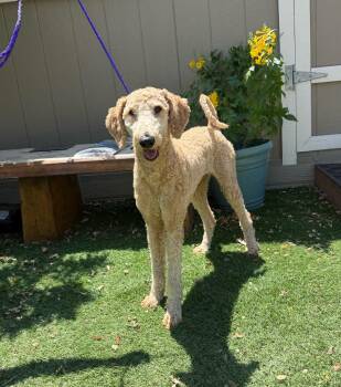 Goldendoodle Dogs Available for Adoption in Temecula, California - Bailey | PetCurious