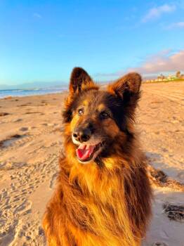 Koda -  Shetland Sheepdog Sheltie and Australian Shepherd Dog for Adoption in San Diego, California - Koda | PetCurious