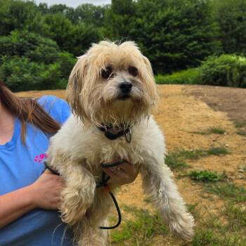 CT Peter -  Shih Tzu and Mixed Breed Dog for Adoption in Stormville, New York - CT Peter | PetCurious