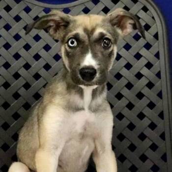 Bullseye -  Shepherd Dog for Adoption in Midland, Texas - Bullseye | PetCurious