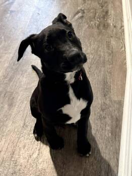 Pit Bull Terrier and Cattle Dog Dogs Available for Adoption - Snooki | PetCurious