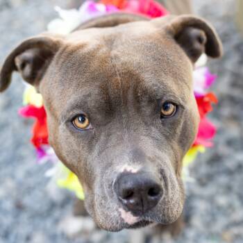 Rescue Mixed Breed Dogs for Adoption in Hopkinton, Massachusetts - Dottie | PetCurious
