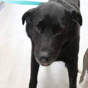 B Dog -  Labrador Retriever and Mixed Breed Dog for Adoption in Cleveland, Mississippi - B Dog | PetCurious