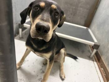 RONALDO -  Catahoula Leopard Dog and Mixed Breed Dog for Adoption in Conroe, Texas - RONALDO | PetCurious