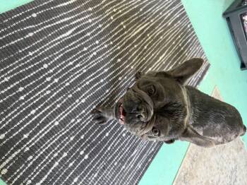 Vixen -  French Bulldog Dog for Adoption in Mesa, Arizona - Vixen | PetCurious