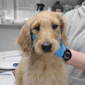 Mixed Breed Dogs Available for Adoption in Summerville, South Carolina - Allan | PetCurious