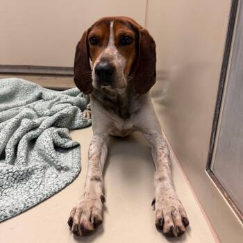 Hound and Mixed Breed Dogs Available for Adoption in Flagstaff, Arizona - Cocoa | PetCurious