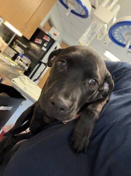 Salem - ADOPTED -  Mixed Breed Dog for Adoption in Chamblee, Georgia - Salem - ADOPTED | PetCurious
