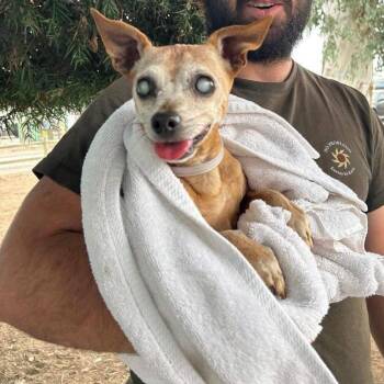 Chihuahua Dogs Available for Adoption in Apple Valley, California - Julio | PetCurious