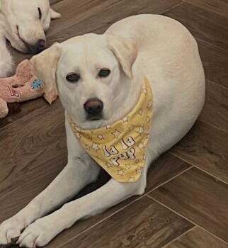 LOLA -  Labrador Retriever Dog for Adoption in Agoura Hills, California - LOLA | PetCurious