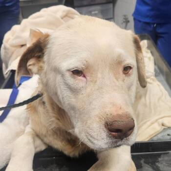 Great Pyrenees and Mixed Breed Dogs Available for Adoption in Greenville, South Carolina - Boulder | PetCurious