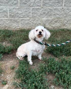 Peaches -  Poodle Dog for Adoption in Fishers, Indiana - Peaches | PetCurious