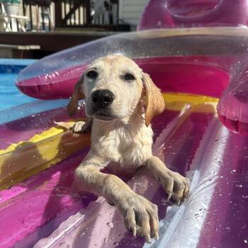 Fern -  Mixed Breed Dog for Adoption in Chicago, Illinois - Fern | PetCurious