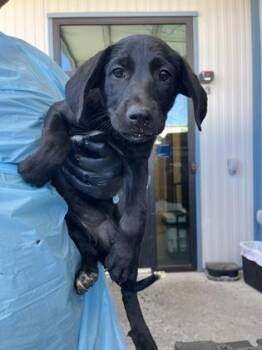 Aromas -  Flat Coated Retriever and German Shepherd Dog Dog for Adoption in Fresno, California - Aromas | PetCurious