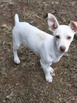 Rescue Jack Russell Terrier Dogs for Adoption in Chattanooga, Tennessee - Patrick | PetCurious