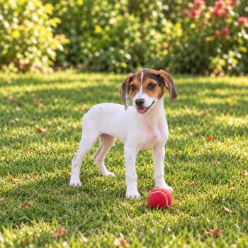 Ruthie -  Beagle Dog for Adoption in Rockville, Maryland - Ruthie | PetCurious