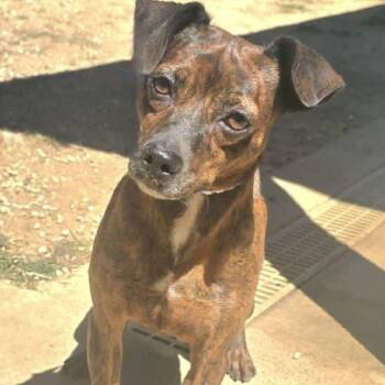 Rescue Miniature Pinscher Dogs for Adoption in Athens, Alabama - Buddy | PetCurious