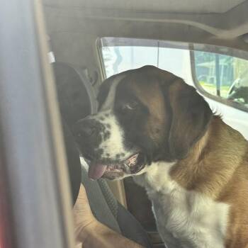 Poptropica -  Mixed Breed Dog for Adoption in Davenport, Iowa - Poptropica | PetCurious
