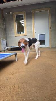 Bee -  Foxhound Dog for Adoption in Hampton, Virginia - Bee | PetCurious