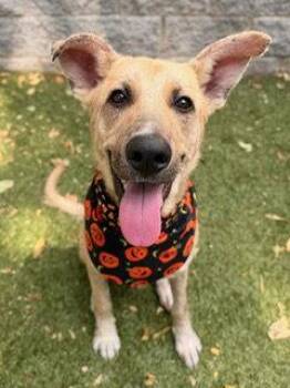 Poncho -  Carolina Dog and Belgian Shepherd Sheepdog Dog for Adoption in Nashville, Tennessee - Poncho | PetCurious
