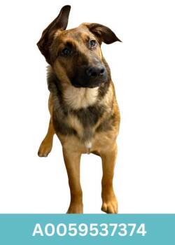 Rescue German Shepherd Dog Dogs for Adoption in Red Bluff, California - Hugo | PetCurious