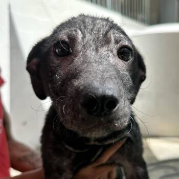 Mixed Breed Dogs Available for Adoption in Guaynabo, Guaynabo - Night | PetCurious