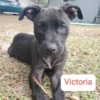Rescue Mixed Breed Dogs for Adoption in Gainesville, Florida - Victoria | PetCurious