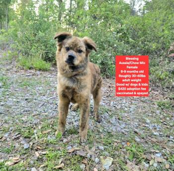 Australian Shepherd and Chow Chow Dogs Available for Adoption - Blessing | PetCurious