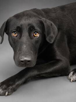 Lulu -  Labrador Retriever and Mixed Breed Dog for Adoption in Bowling Green, Kentucky - Lulu | PetCurious